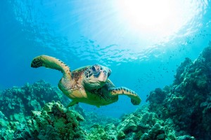 Wasserschildkröte