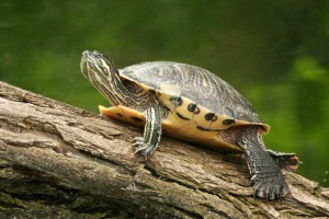 landschildkroeten