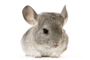 chinchilla