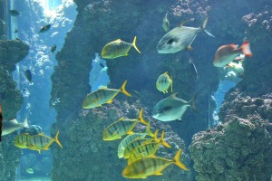 ein Aquarium mit Fischen