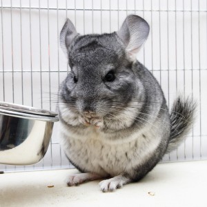 Chinchilla ist gerade am essen