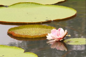 Pflanzen für den Gartenteich