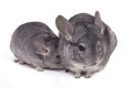 zwei Chinchillas