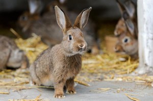 Kaninchen in der Außenhaltung