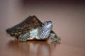 eine Mississippi-Höckerschildkröte läuft auf dem Boden