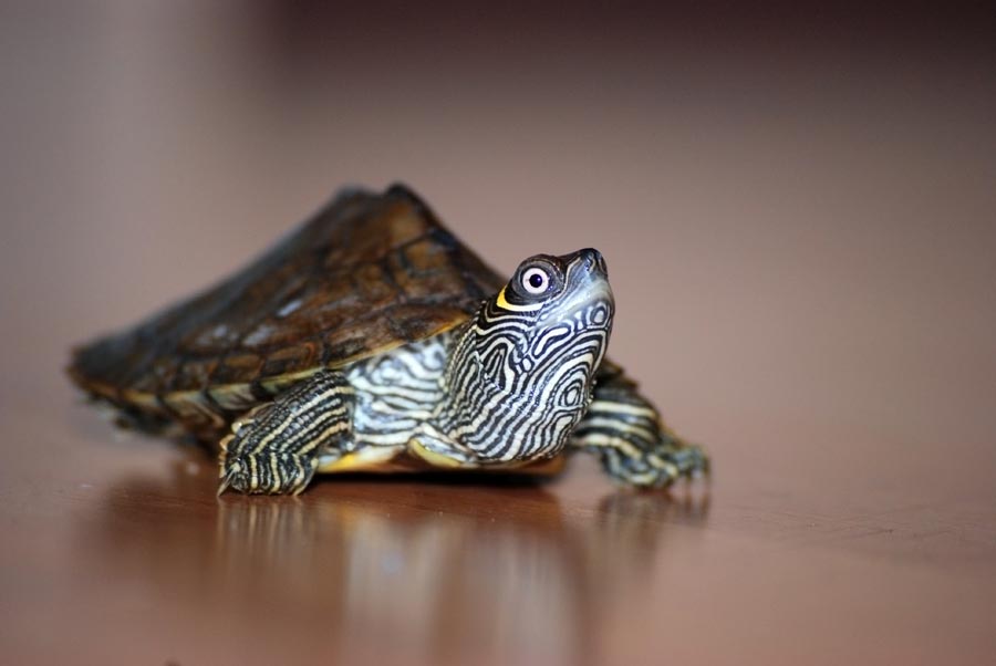 Mississippi Höckerschildkröte ›