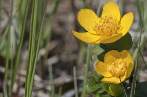 Sumpfdotterblume eine Sumpfdotterblume im Teich