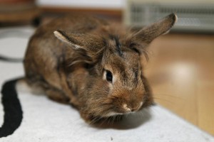 Kaninchen in der Wohung