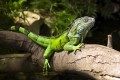 ein Leguan auf einem Baumstamm