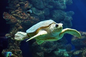 Schildkröte im Wasser