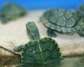ein Aquarium mit kleinen Schildkröten