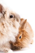 Die Körpersprache der Kaninchen