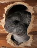 ein Chinchilla knabbert am Häuschen