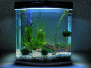 ein schönes Nanoaquarium