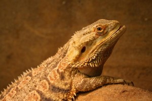 ein Reptil in einem Terrarium